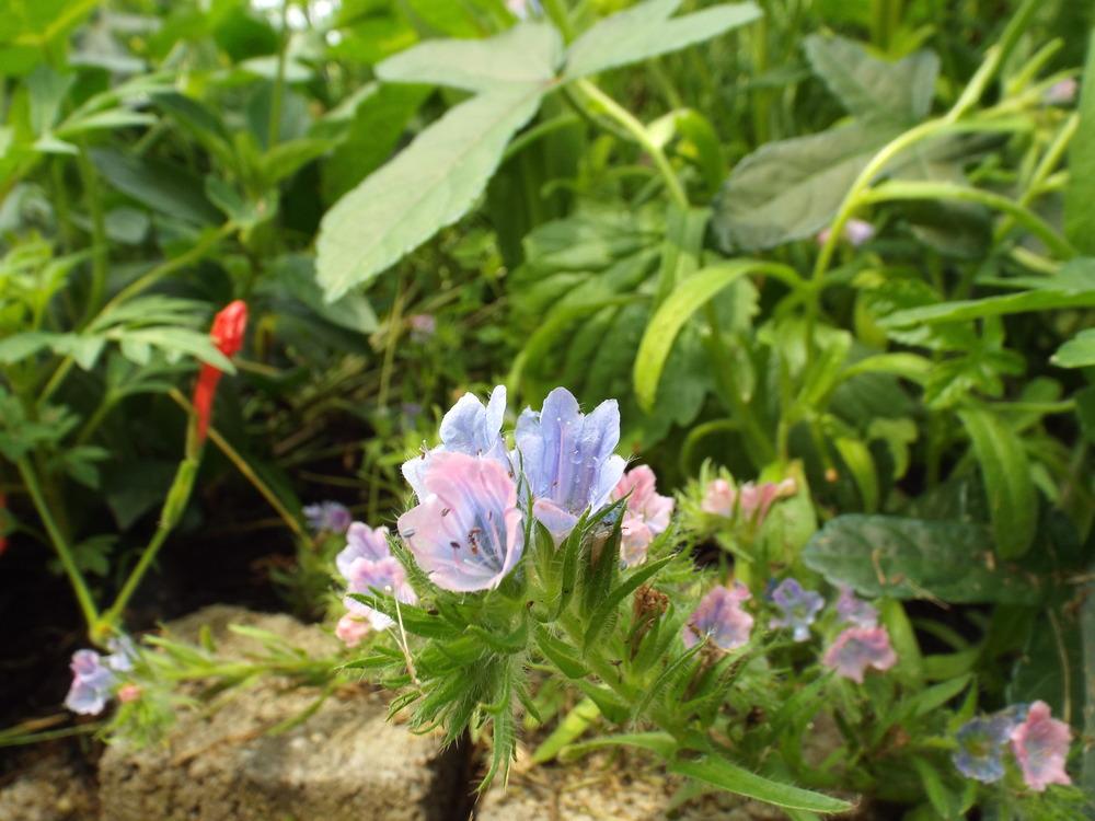 Photo of Viper's Bugloss (Echium vulgare) uploaded by poisondartfrog