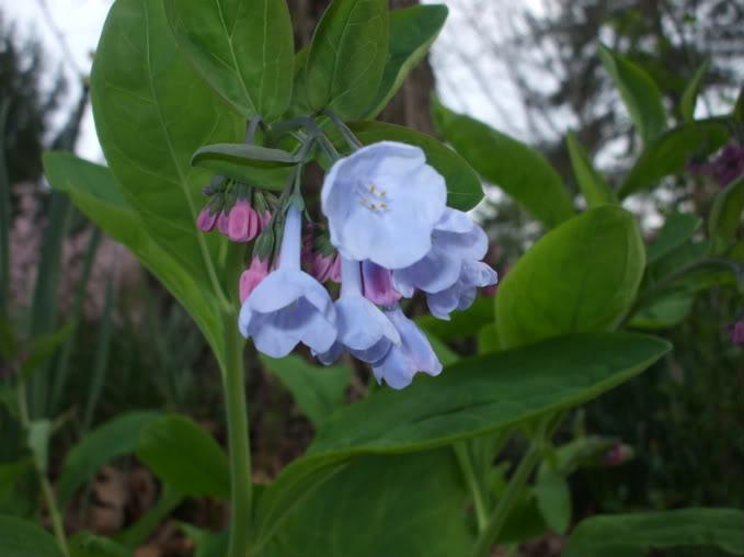 Photo of Virginia Bluebells (Mertensia virginica) uploaded by poisondartfrog