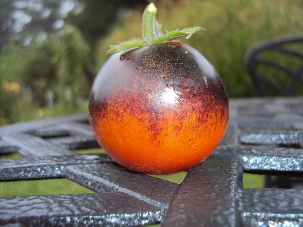 Photo of Tomato (Solanum lycopersicum 'OSU Blue') uploaded by poisondartfrog