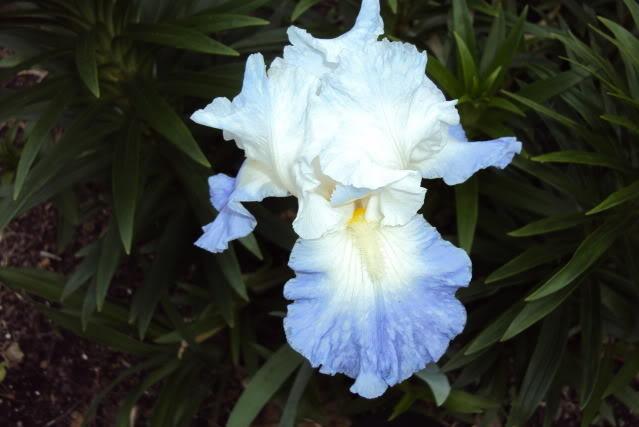 Photo of Tall Bearded Iris (Iris 'Cloud Ballet') uploaded by poisondartfrog