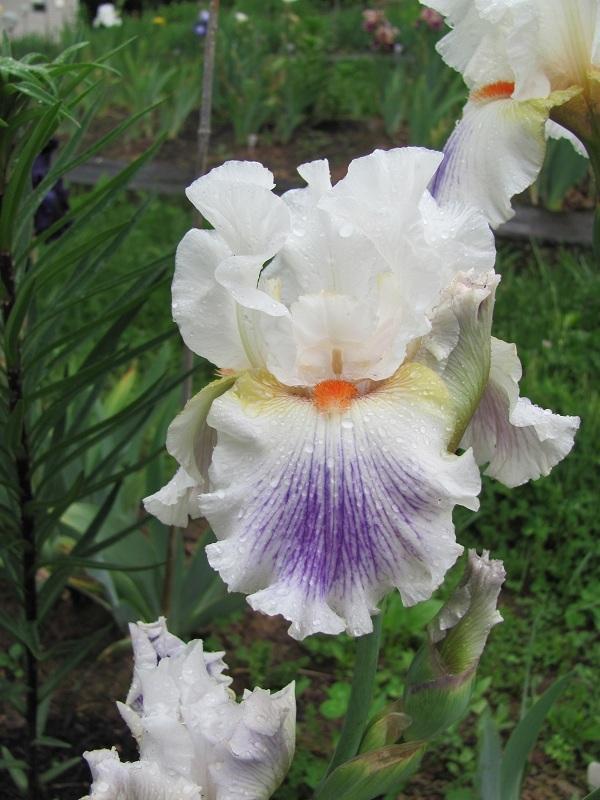 Photo of Tall Bearded Iris (Iris 'Bargain Hunter') uploaded by starwoman