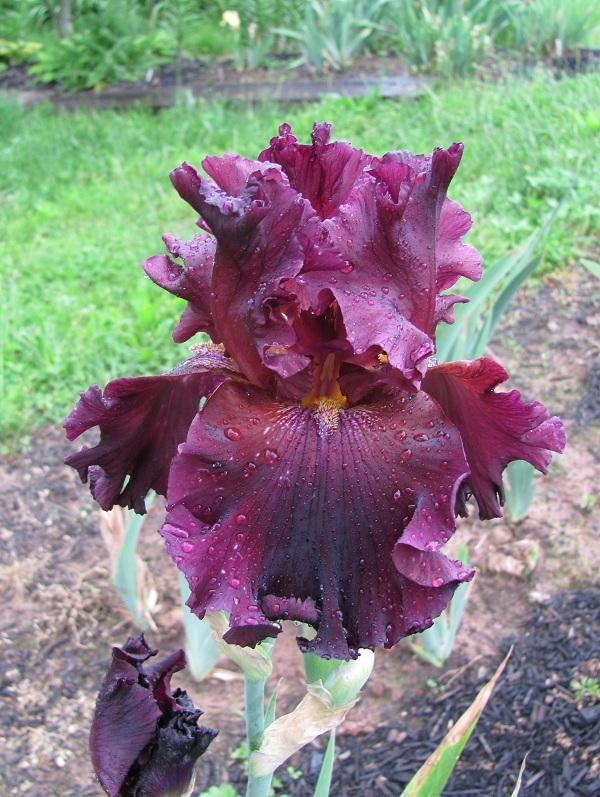 Photo of Tall Bearded Iris (Iris 'Grand Classic') uploaded by starwoman