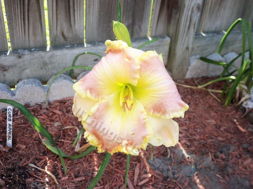 Photo of Daylily (Hemerocallis 'Jurassic Pink') uploaded by virginiarose