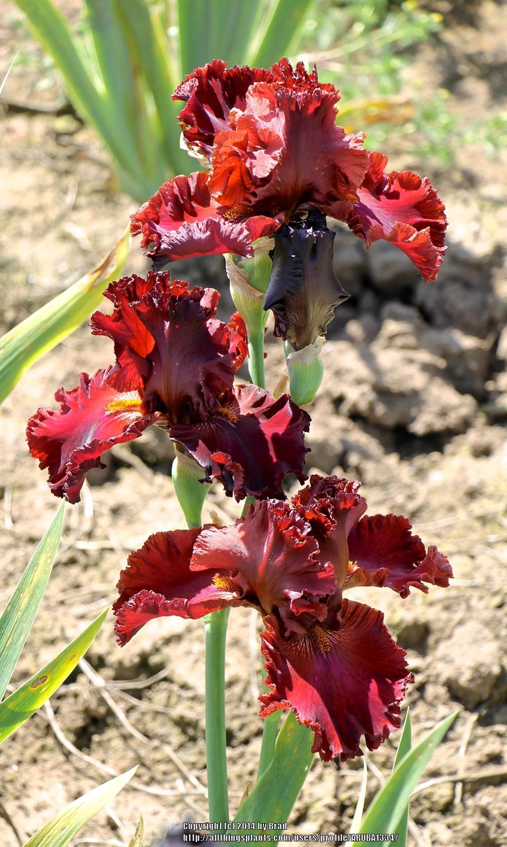 Photo of Tall Bearded Iris (Iris 'Regimen') uploaded by ARUBA1334
