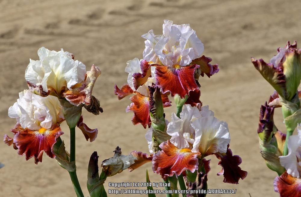 Photo of Tall Bearded Iris (Iris 'Lady Leigh') uploaded by ARUBA1334