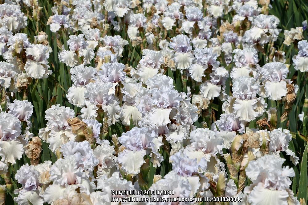 Photo of Tall Bearded Iris (Iris 'For the Soul') uploaded by ARUBA1334