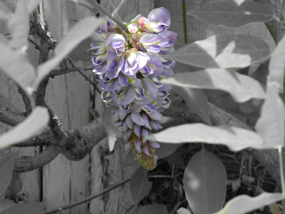 Photo of Japanese Wisteria (Wisteria floribunda 'Royal Purple') uploaded by Bonnie929