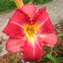 Location: Day-lily-ton Garden,, Dayton KY
Big bright bloom
