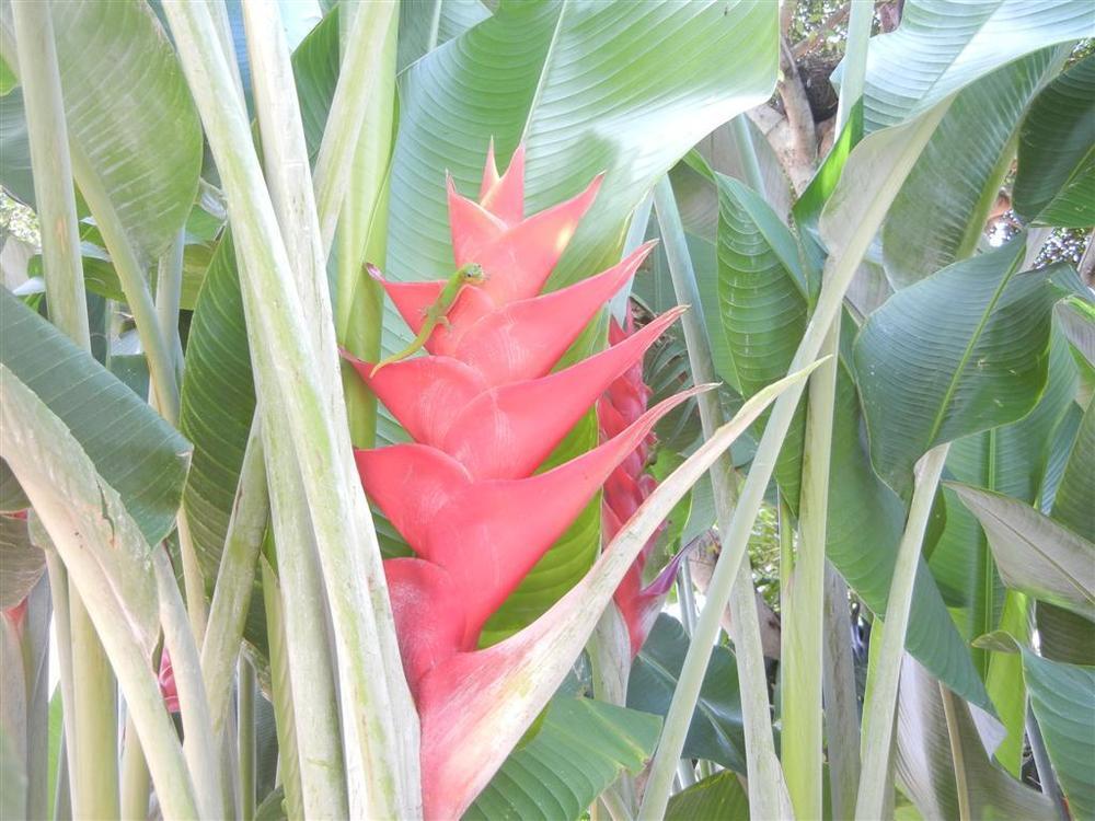 Photo of Lobster Claw (Heliconia caribaea) uploaded by Livy