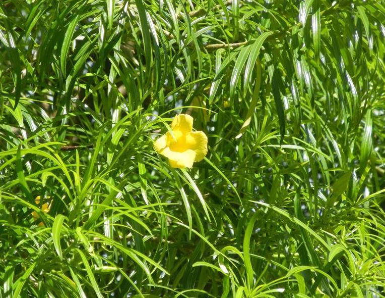 Photo of Yellow Oleander (Cascabela thevetia) uploaded by Livy