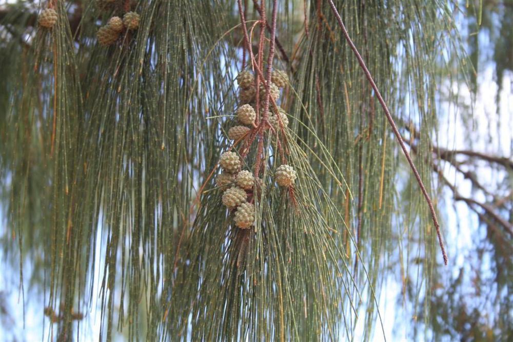 Photo of Australian Pine (Casuarina equisetifolia) uploaded by Livy
