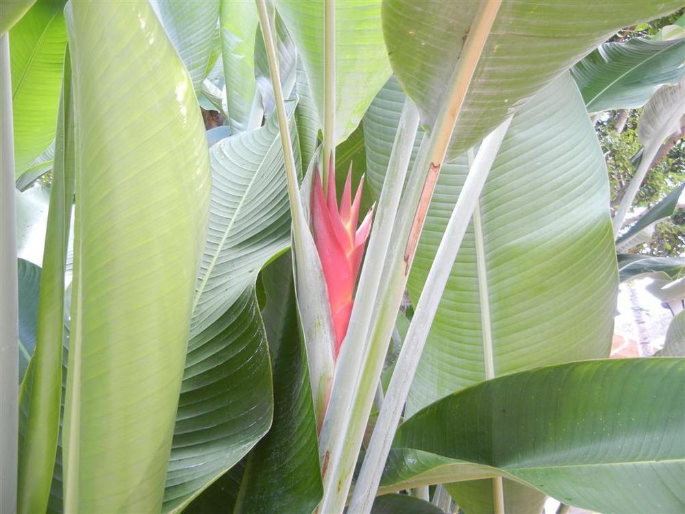 Photo of Lobster Claw (Heliconia caribaea) uploaded by Livy