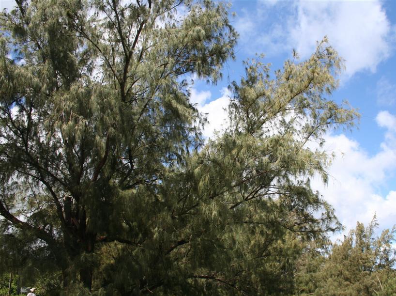 Photo of Australian Pine (Casuarina equisetifolia) uploaded by Livy