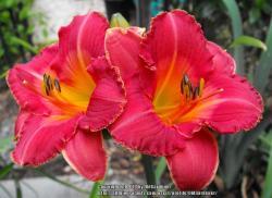 Thumb of 2014-06-29/OldGardener/88a6ae