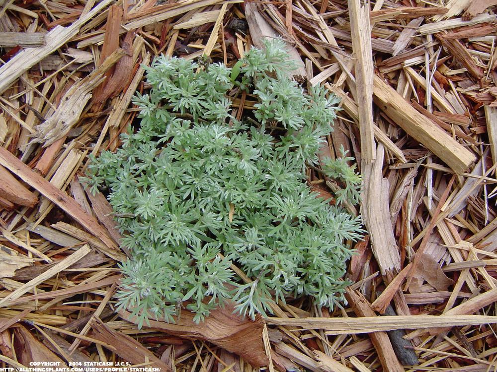 Photo of Silvermound Artemisia (Artemisia schmidtiana 'Silver Mound') uploaded by StaticAsh