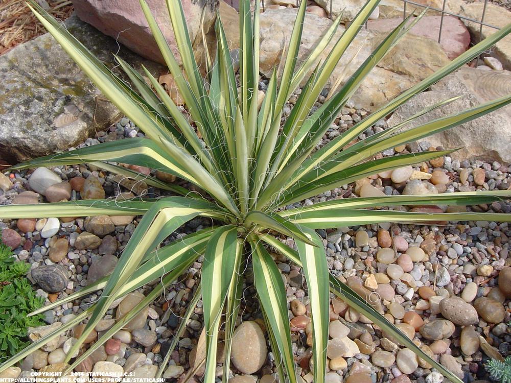 Photo of Adam's Needle (Yucca filamentosa 'Color Guard') uploaded by StaticAsh