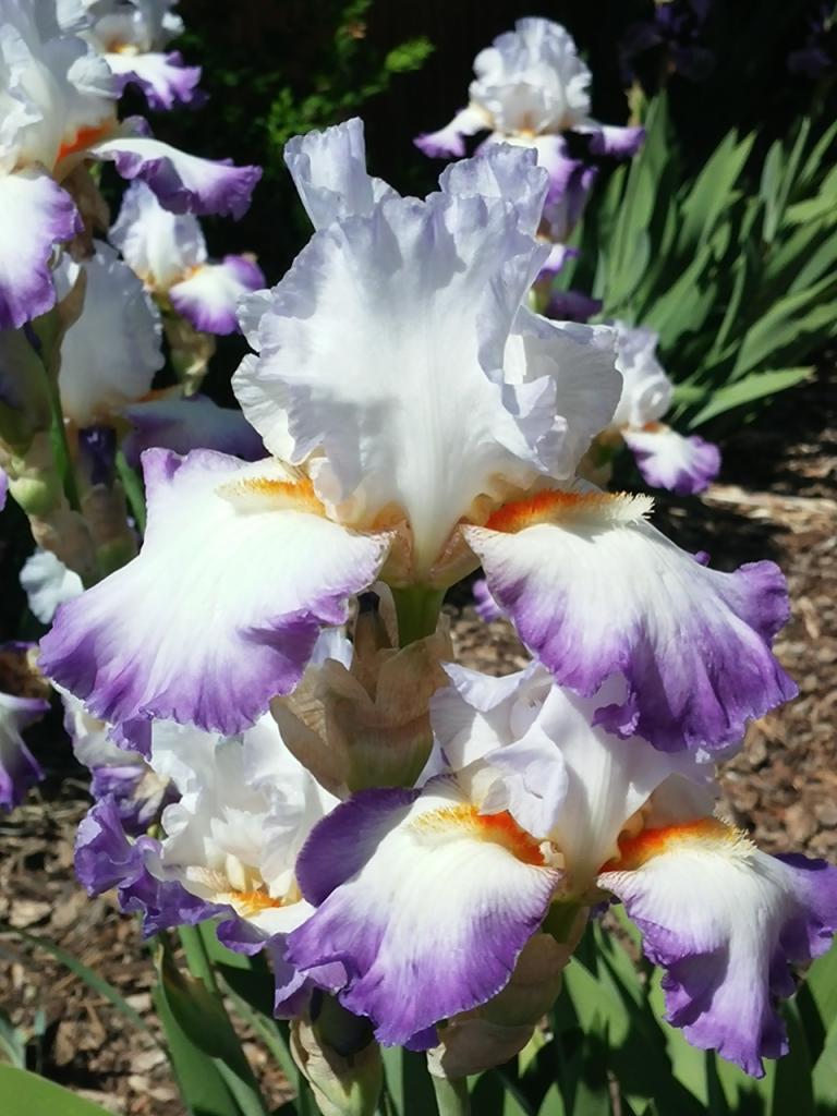 Photo of Tall Bearded Iris (Iris 'Conjuration') uploaded by Val1