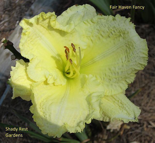 Photo of Daylily (Hemerocallis 'Fair Haven Fancy') uploaded by chalyse