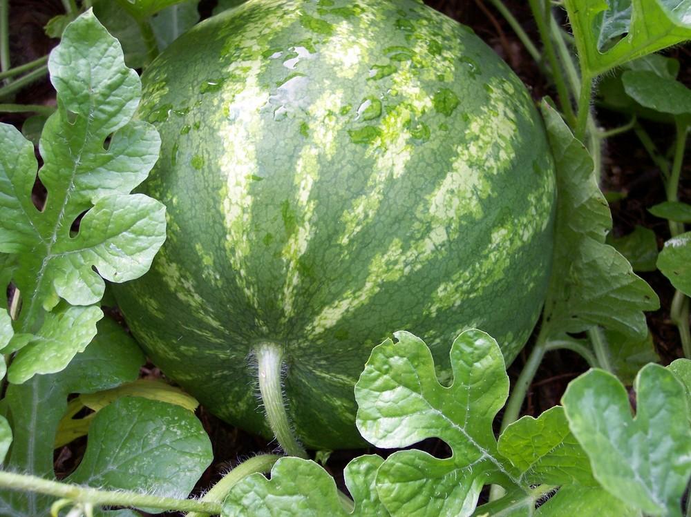 Photo of Watermelon (Citrullus lanatus 'Shiny Boy') uploaded by farmerdill