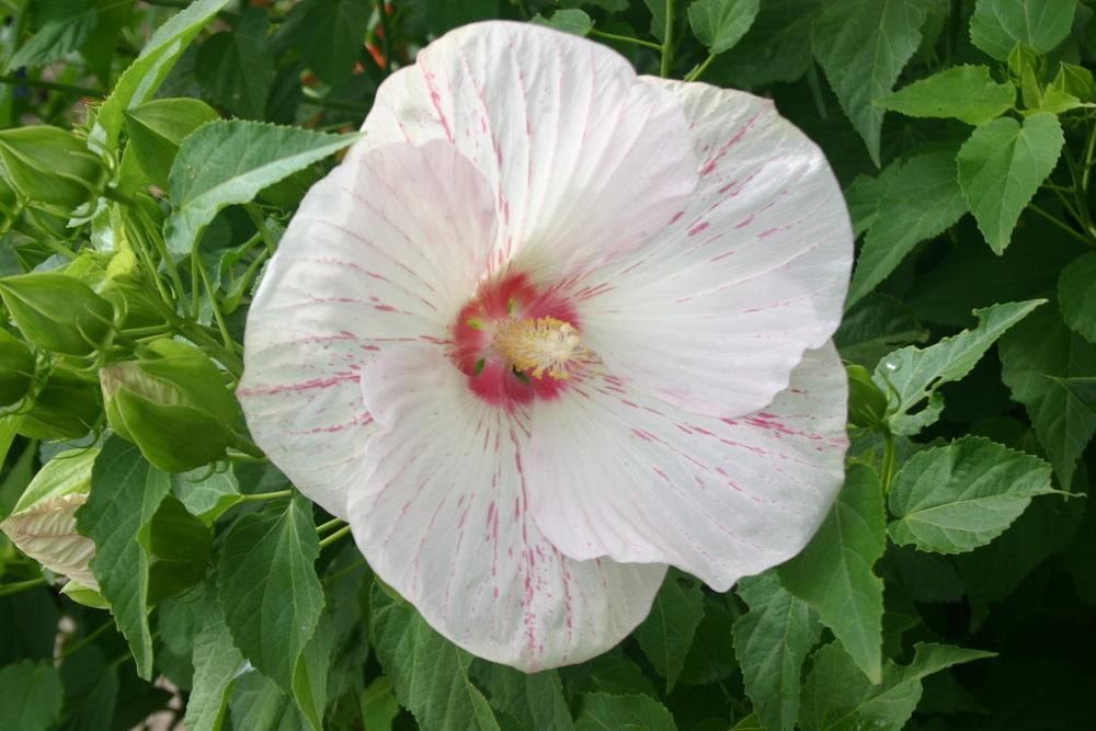Photo of Hybrid Hardy Hibiscus (Hibiscus 'Peppermint Flare') uploaded by jon