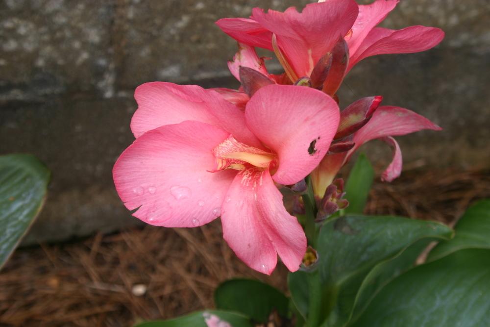 Photo of Canna Lily (Canna x generalis 'Tropical Rose') uploaded by jon