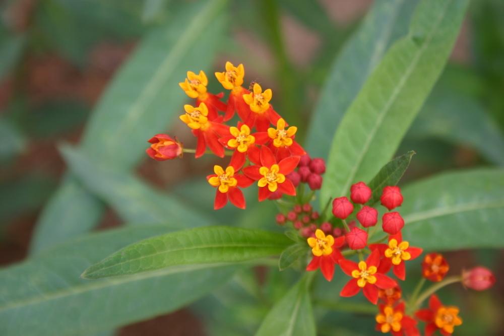 Photo of Mexican Milkweed (Asclepias curassavica 'Silky Deep Red') uploaded by jon