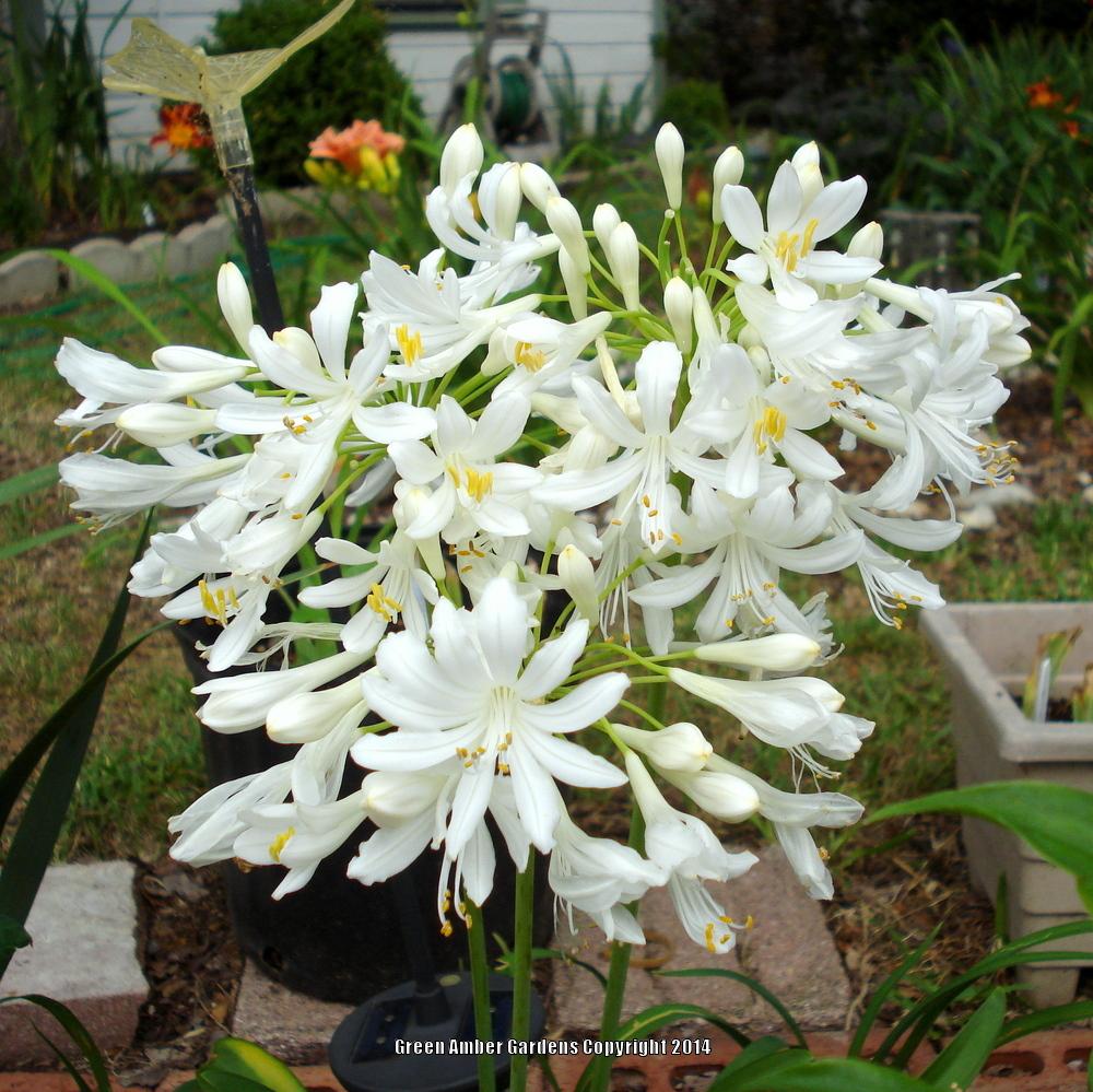 Photo of Lily of the Nile (Agapanthus africanus 'Albus') uploaded by lovemyhouse