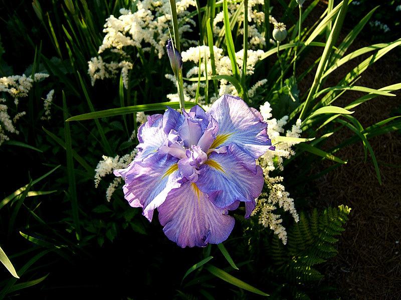 Photo of Japanese Iris (Iris ensata 'Winged Sprite') uploaded by pirl