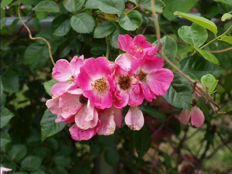 Photo of Rose (Rosa 'American Pillar') uploaded by redhead