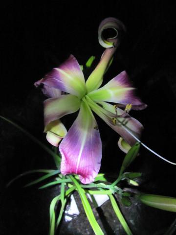 Photo of Daylily (Hemerocallis 'Orchid Convergence') uploaded by spiderjoe