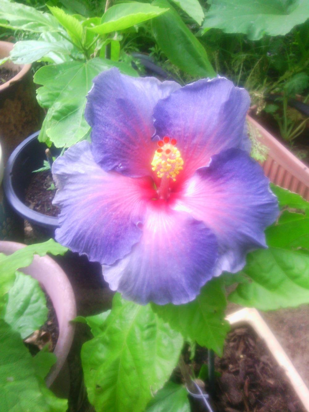 Photo of Tropical Hibiscus (Hibiscus rosa-sinensis 'My Blue Heaven') uploaded by texaskitty111