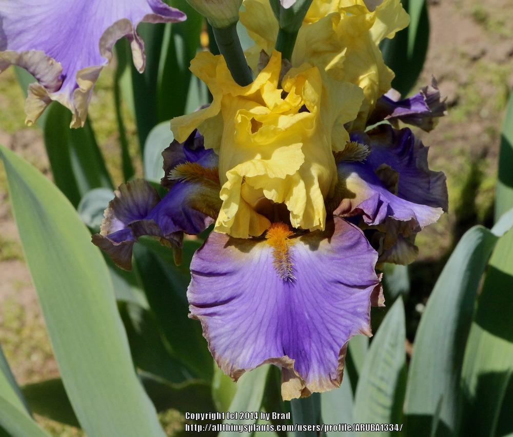 Photo of Tall Bearded Iris (Iris 'Gambling Man') uploaded by ARUBA1334