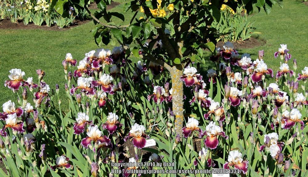 Photo of Tall Bearded Iris (Iris 'Care To Dance') uploaded by ARUBA1334