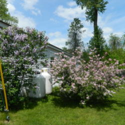 Location: Winchester, NH
Date: 2013-05-18
This is my lilac bush (on right) "princess pink" (also reg. lilac