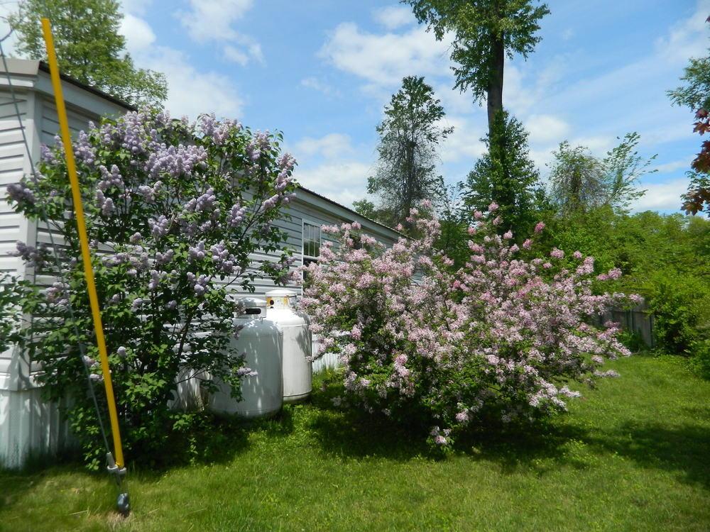 Photo of Early Flowering Lilac (Syringa x hyacinthiflora 'Maiden's Blush') uploaded by Bonnie929