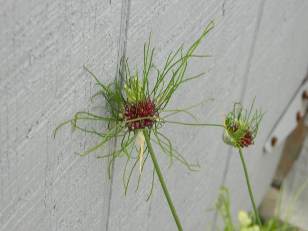 Photo of Allium vineale 'Hair' uploaded by Bonnie929