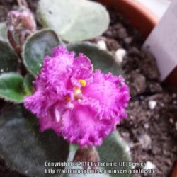 Location: JBsPlants at Roblyn Farm, New Jersey
Date: 2014-06-30
First bloom on this baby plant. More buds showing also.
