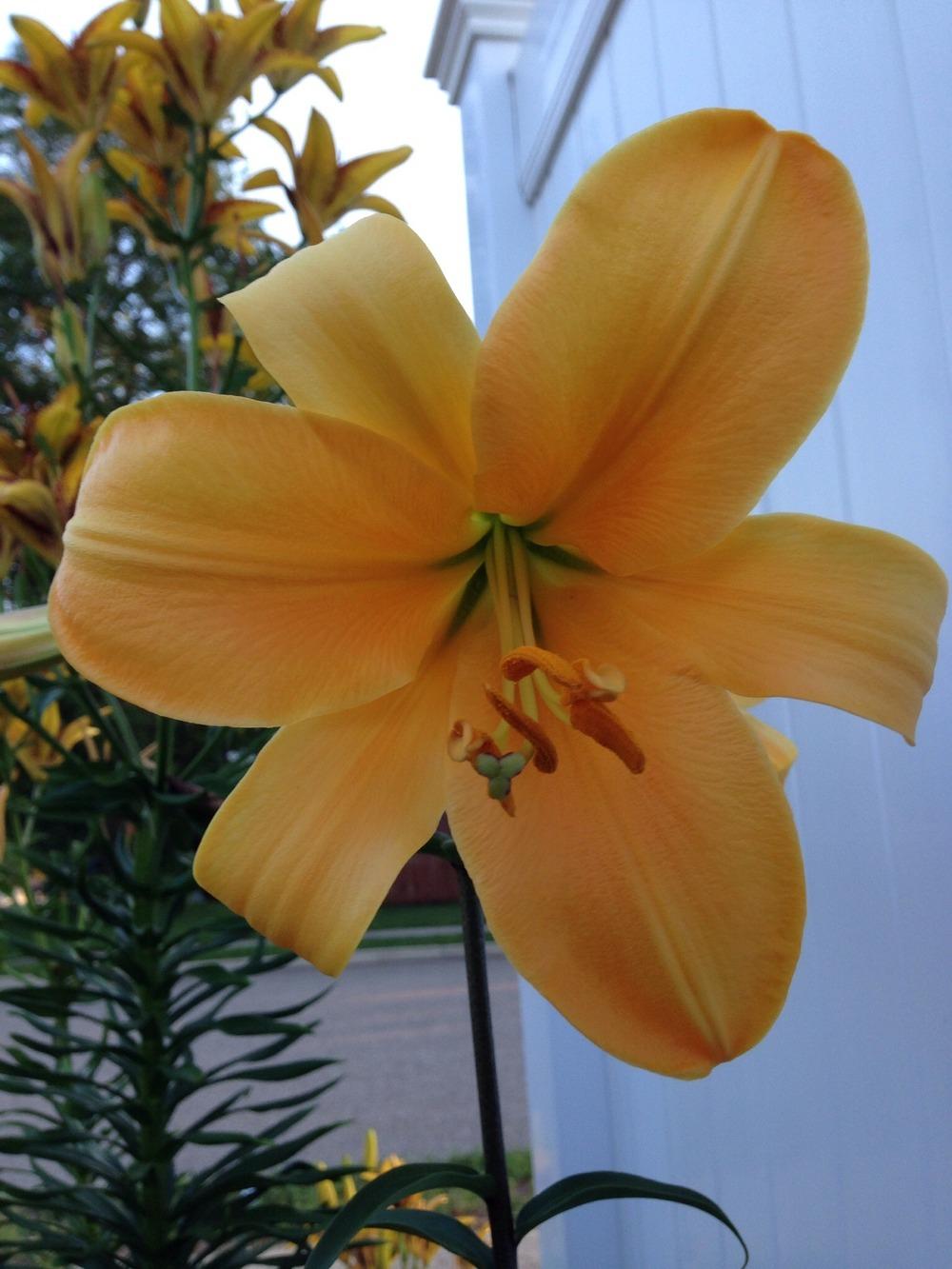 Photo of Lily (Lilium 'Copper Angels™') uploaded by Joebass