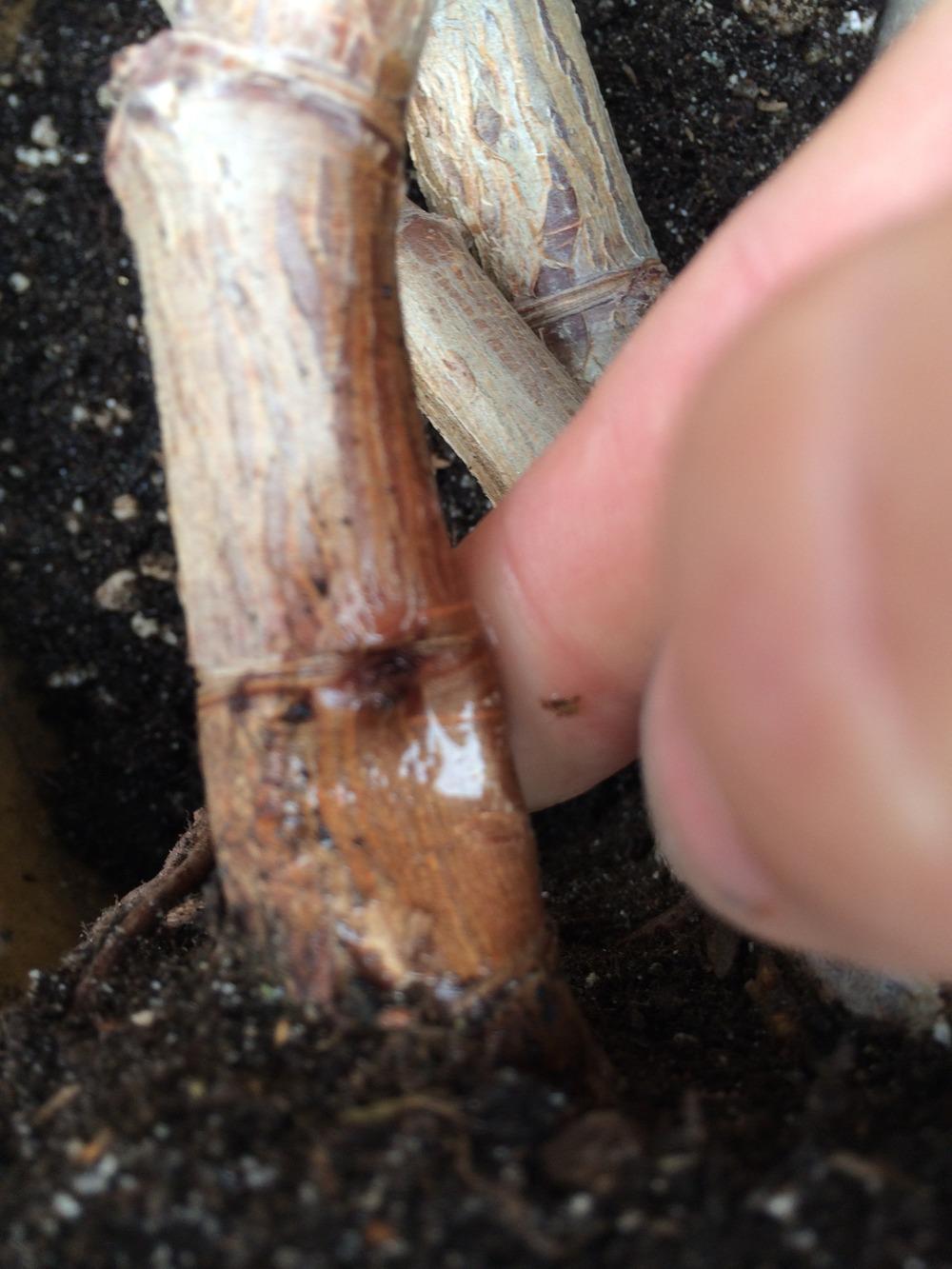 Ask a Question forum Jade Plant Root Rot?!?