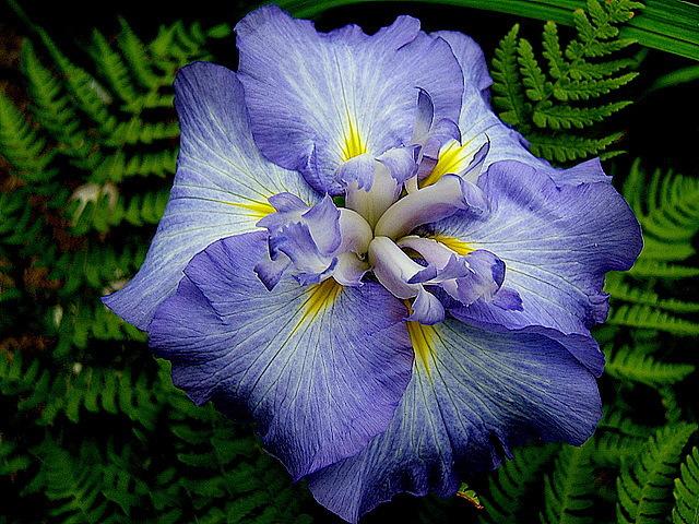 Photo of Japanese Iris (Iris ensata 'Winged Sprite') uploaded by pirl