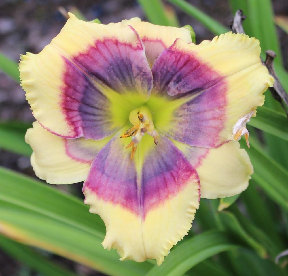 Photo of Daylily (Hemerocallis 'Red, White and Blue') uploaded by tink3472