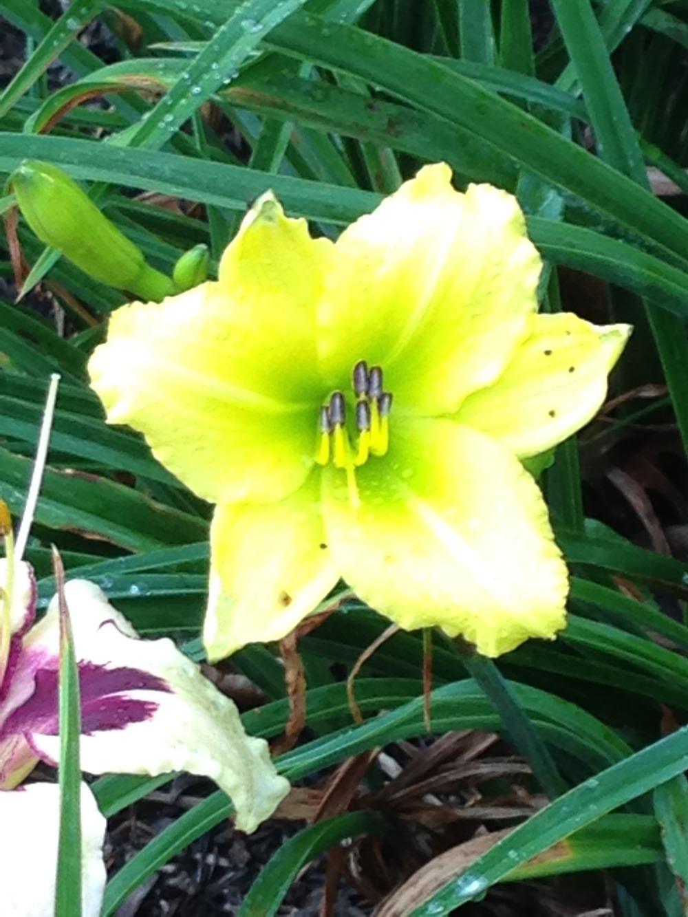 Photo of Daylily (Hemerocallis 'Green Flutter') uploaded by tiptonla