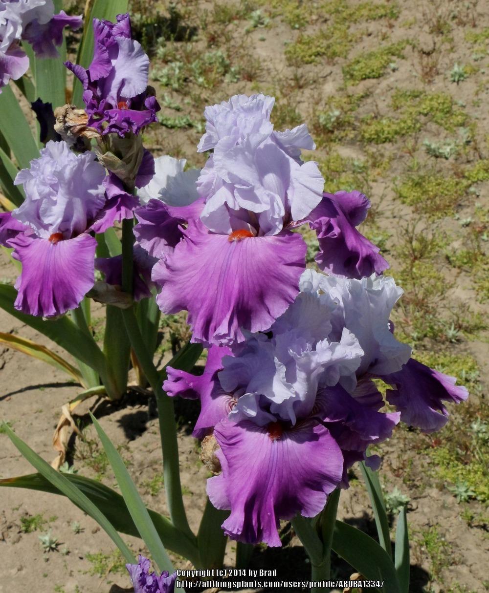 Photo of Tall Bearded Iris (Iris 'Lady of Leisure') uploaded by ARUBA1334
