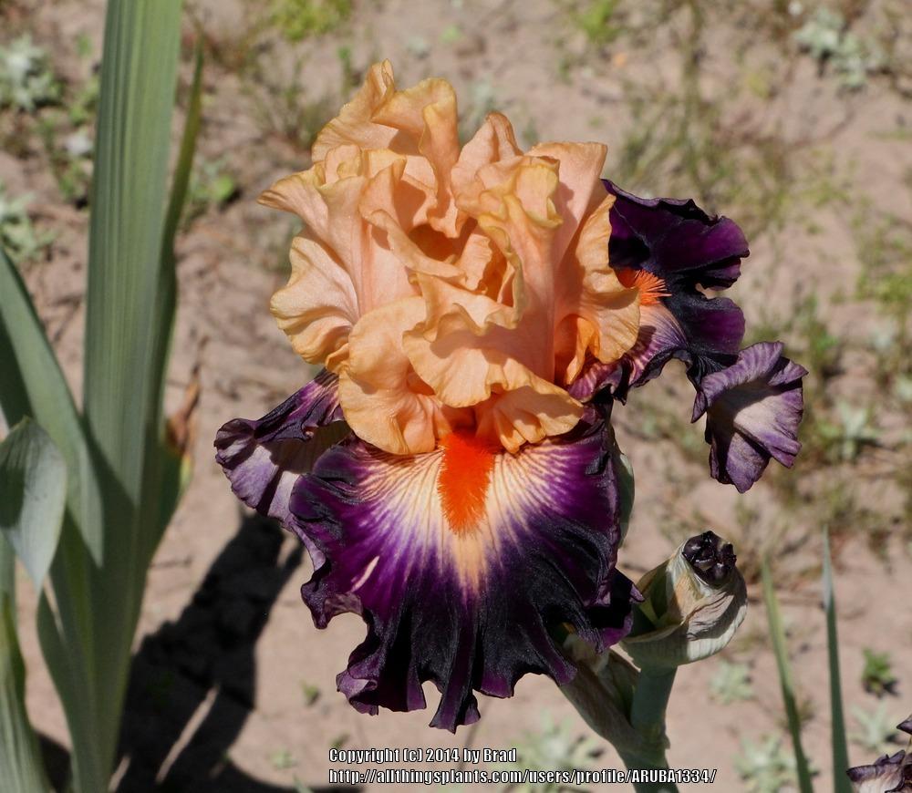 Photo of Tall Bearded Iris (Iris 'Shouting Match') uploaded by ARUBA1334