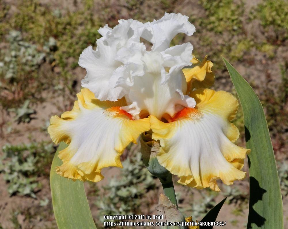 Photo of Tall Bearded Iris (Iris 'Heart of Dreams') uploaded by ARUBA1334
