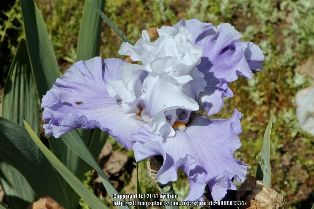 Photo of Tall Bearded Iris (Iris 'Got Attitude') uploaded by ARUBA1334