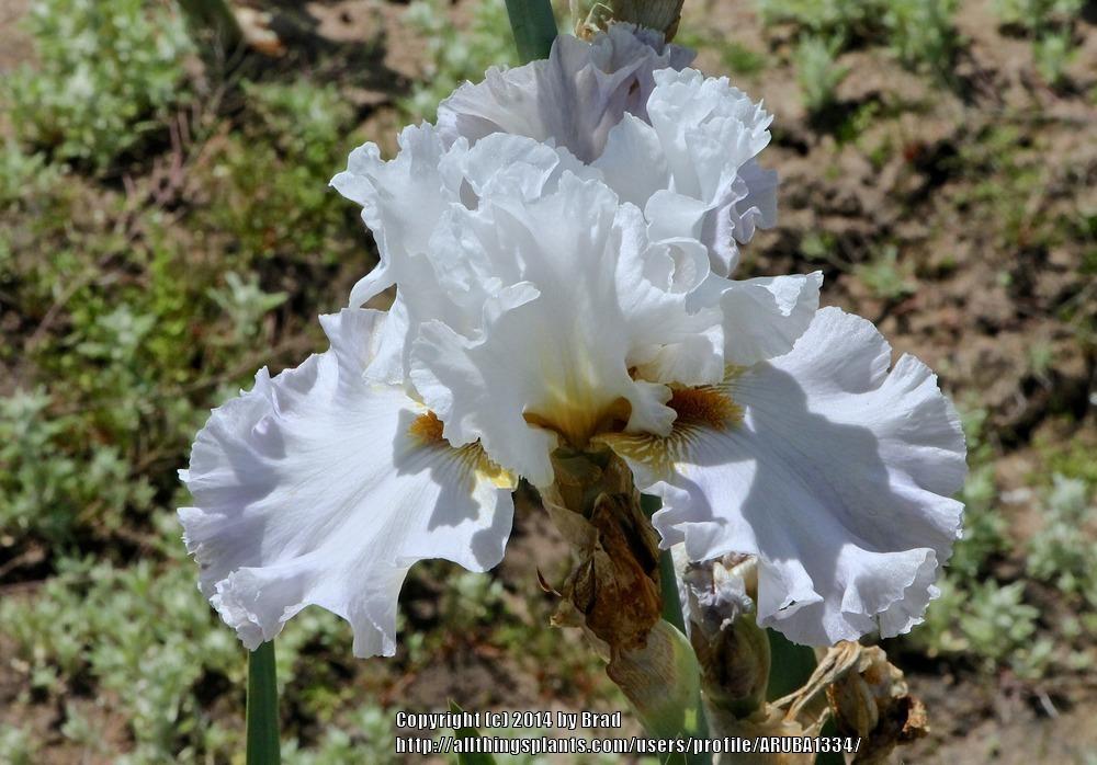 Photo of Tall Bearded Iris (Iris 'Bubbles All Round') uploaded by ARUBA1334