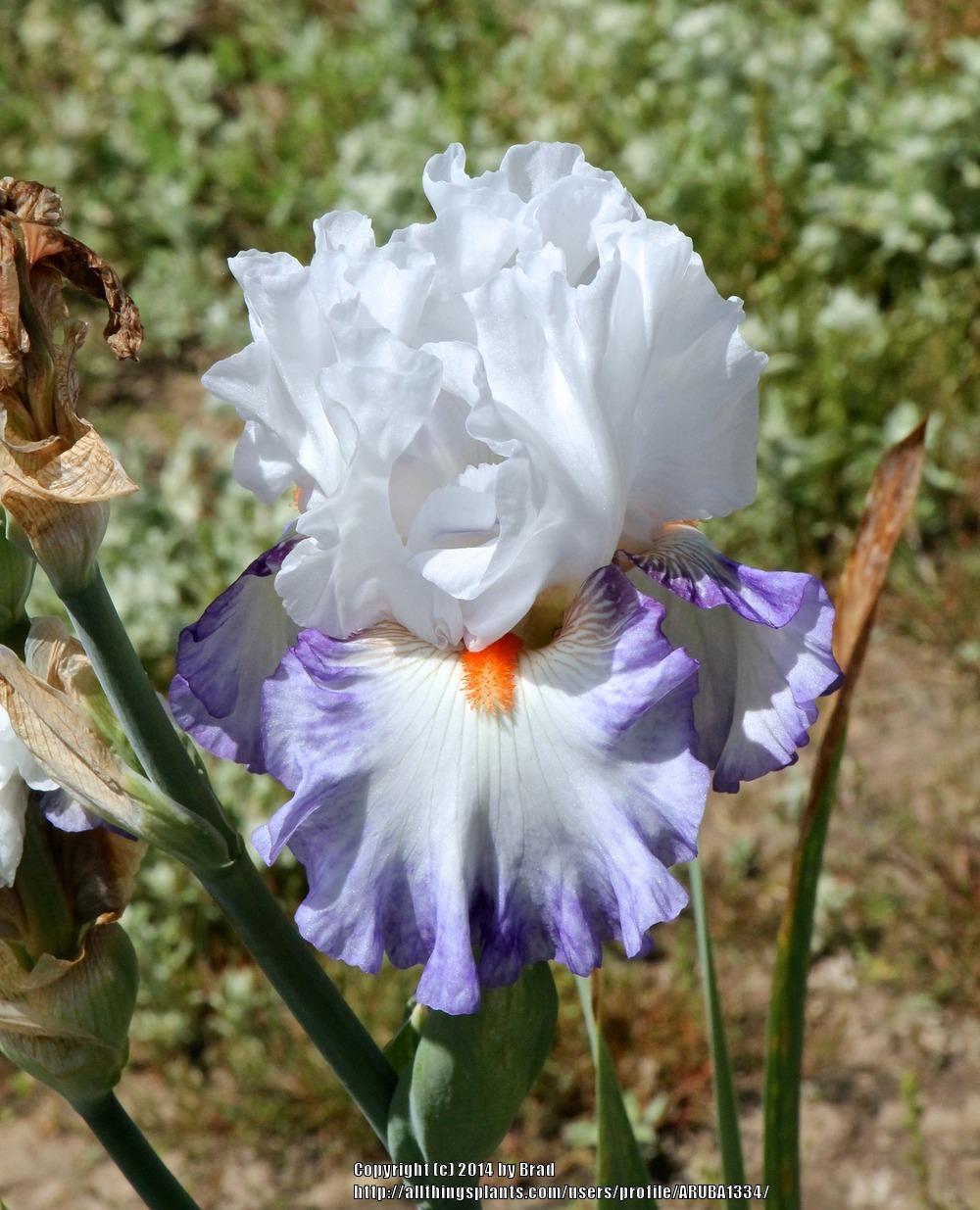 Photo of Tall Bearded Iris (Iris 'Hidden Kisses') uploaded by ARUBA1334