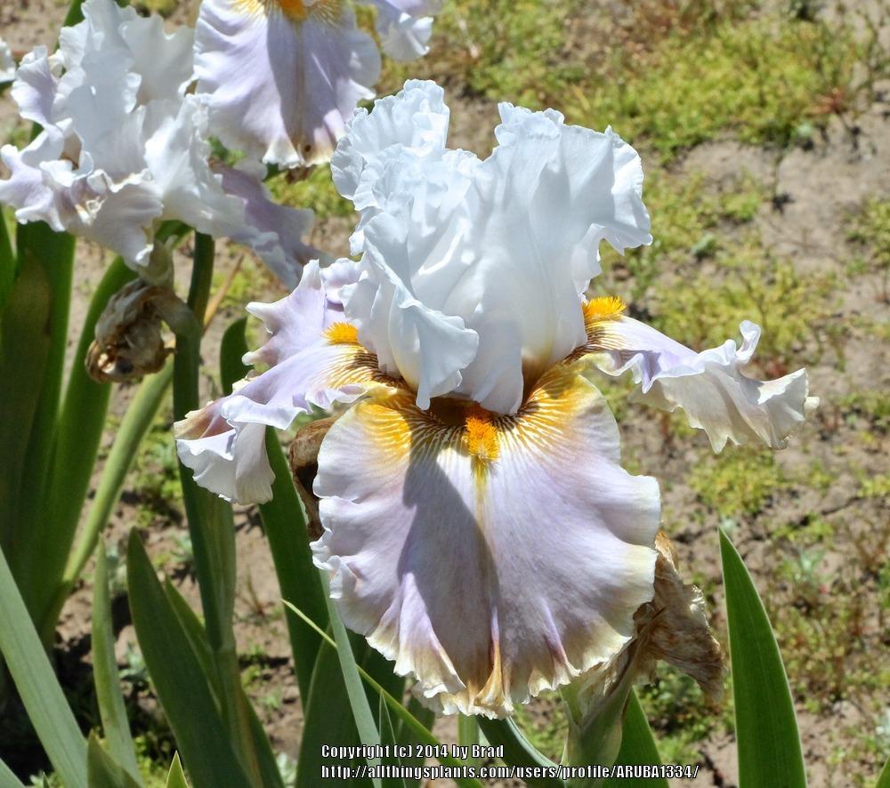Photo of Tall Bearded Iris (Iris 'Hello Beautiful') uploaded by ARUBA1334
