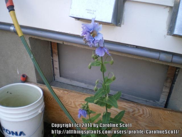 Photo of Himalayan blue poppy (Meconopsis betonicifolia) uploaded by CarolineScott